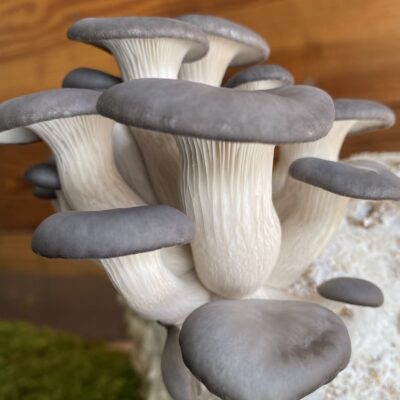 oyster-mushroom-growing-kit